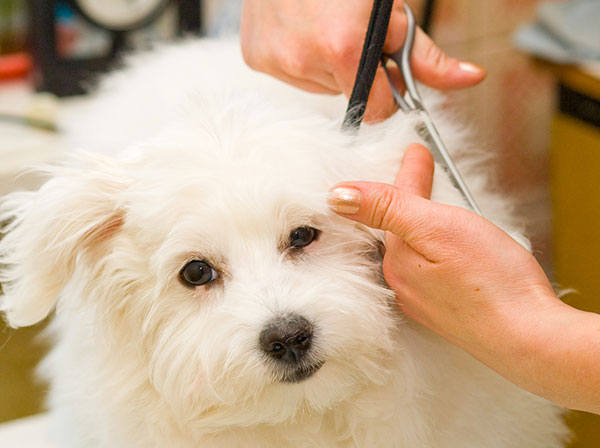 Should my pet get a summer haircut? | Willowbrook Veterinary Clinic