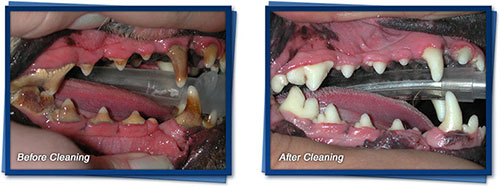 Willowbrook Veterinary Clinic - Dental Disease