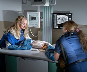 Willowbrook Veterinary Clinic - Radiology