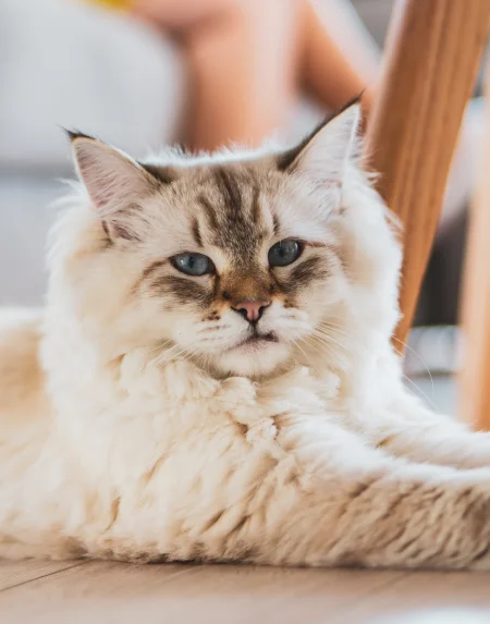 Willowbrook Veterinary Clinic - Exams