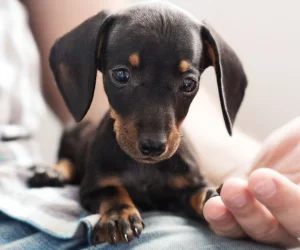 Willowbrook Veterinary Clinic - Radiology